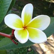 Plumeria frangipani